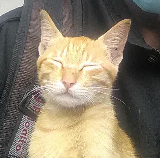 Profile Yogi Astawan